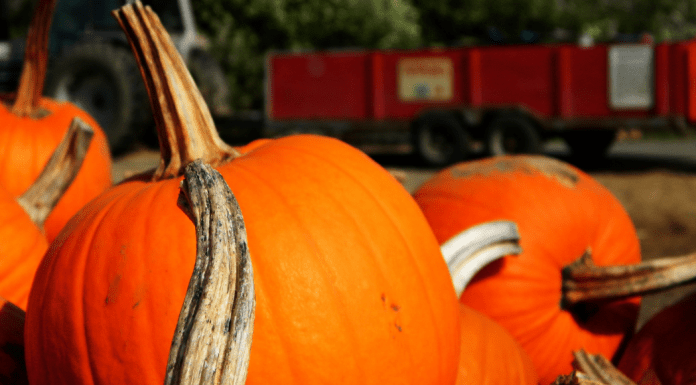 the little farmer; pumpkins with train in background