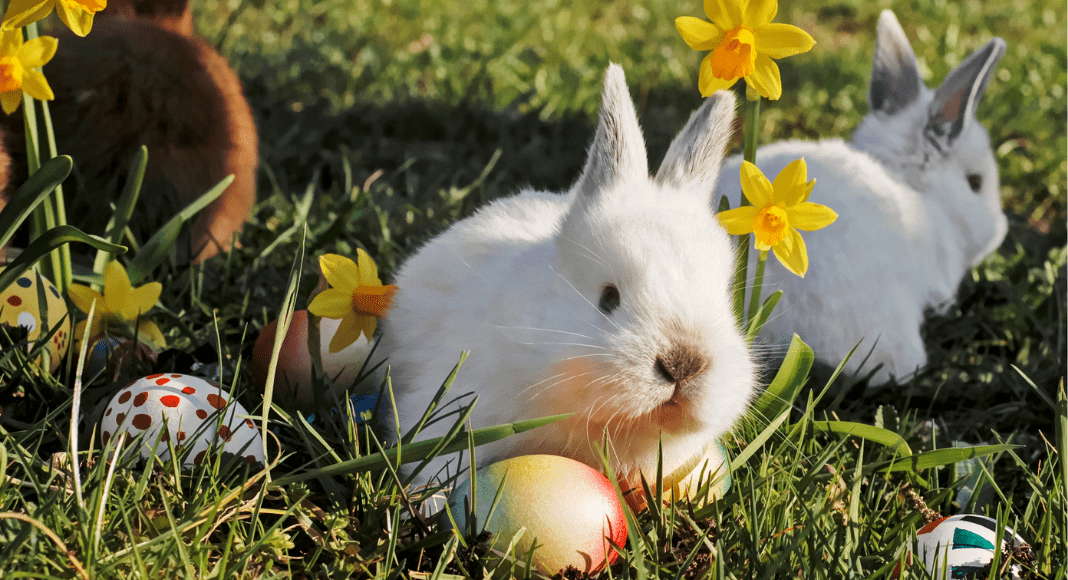 Ultimate Easter Guide Brunch, Activities, More Green Bay & Appleton