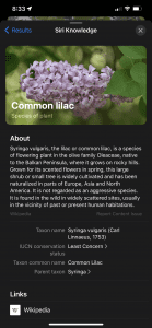 iphone visual lookup - more information about lilacs