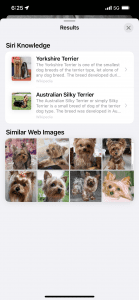 iphone visual lookup results for dog