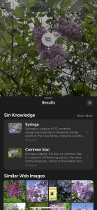 iphone visual lookup results for lilac