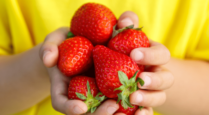 berry picking green bay; berry picking appleton; child in yellow shirt holding strawberries