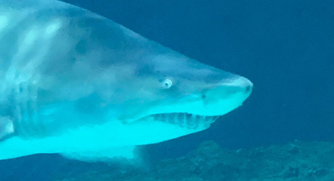 North Carolina Aquarium shark