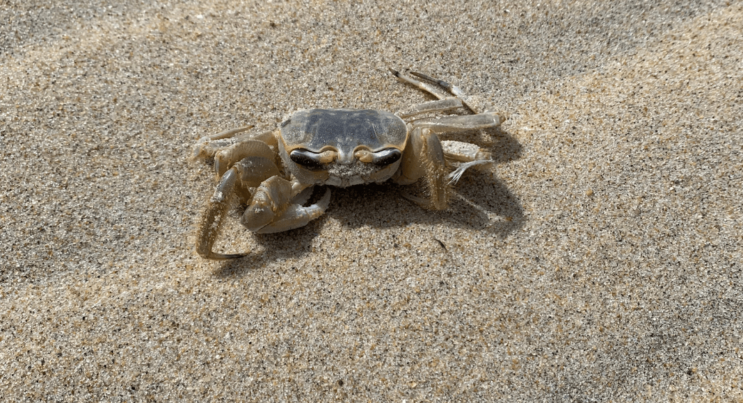 Nags Head crab