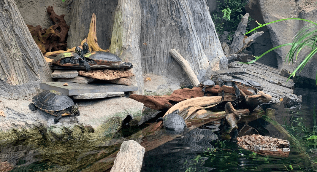 North Carolina Aquarium turtles