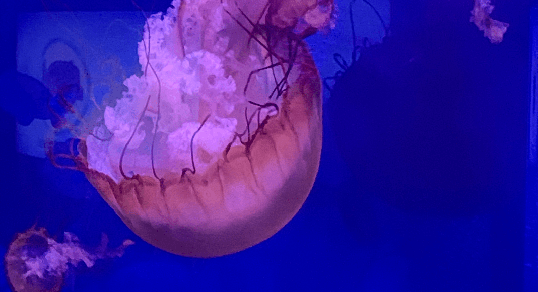 North Carolina Aquarium jellyfish